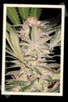 S.A.D. SWEET AFGANI DELICIOUS F1 FAST VERSION * SWEET SEEDS FEMINIZED   3 SEMI 