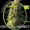 CRITICAL IMPACT* VISION SEEDS  5 SEMI FEM