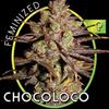 CHOCO BUD (EX CHOCOLOCO)* VISION SEEDS  3 SEMI FEM