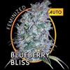 BLUEBERRY BLISS  AUTO * VISION SEEDS  3 SEMI FEM