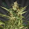 JUICY LUCY ( EX AUTO POUNDER WITH CHEESE)* AUTO SEEDS   3 SEMI FEM
