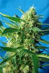 NYC DIESEL AUTO® * SWEET SEEDS   3 SEMI FEM
