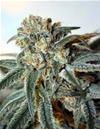 ZOMBIE KUSH* RIPPER SEEDS   1 SEME FEM 