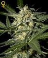 WHITE WIDOW AUTO   * GREEN HOUSE FEMINIZED   1 SEME