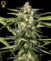 JACK HERER AUTO * GREEN HOUSE FEMINIZED   3 SEMI 