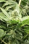 FALLEN ANGEL * DEVIL'S HARVEST  SEEDS   10 SEMI REG