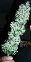 KUCHI * DEVIL'S HARVEST  SEEDS   10 SEMI REG