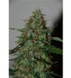 WILD THAILAND  RYDER AUTO * WORLD OF SEEDS   3 SEMI FEM