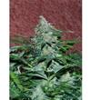 AMNESIA RYDER * WORLD OF SEEDS   7 SEMI FEM