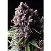 AUTO PURPLE * PYRAMID SEEDS  1 SEME FEM 