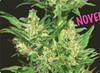AUTO CHINGON * BIOHAZARD SEEDS  10 SEMI FEM 