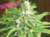 AUTO KRATOS * BIOHAZARD SEEDS  10 SEMI FEM 