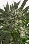 BLUE CRITICAL AUTO * DINAFEM SEEDS - 1 SEME FEM