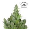 * DUTCH PASSION AUTO ULTIMATE ® 3 SEMI FEM
