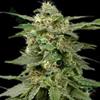 WHITE WIDOW  * THE BULLDOG  5 SEMI REG