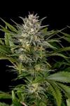 PINEAPPLE SKUNK*HUMBOLDT SEEDS  3 SEMI REG