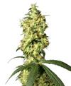 WHITE WIDOW AUTOMATIC * SENSI WHITE LABEL - 3 SEMI FEM