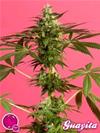 GUAVA BERRY KUSH ( EX GUAYITA) * GOLO LINE PHILOSOPHER SEEDS   3 SEMI FEM