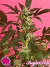 SUGAR POP*GOLO LINE  PHILOSOPHER SEEDS   3 SEMI FEM