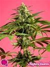 SPICY CBD ( EX SUPERJUANI) *GOLO LINE  PHILOSOPHER SEEDS   3 SEMI FEM