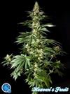 HEAVEN'S FRUIT*CLASSIC LINE  PHILOSOPHER SEEDS   3 SEMI FEM