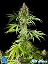 EASY HAZE ( EX K 13 HAZE) *CLASSIC LINE  PHILOSOPHER SEEDS   3 SEMI FEM