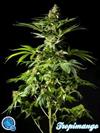 TROPIMANGO *CLASSIC  LINE  PHILOSOPHER SEEDS   3 SEMI FEM