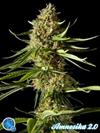 AMNESIKA 2.0*CLASSIC LINE  PHILOSOPHER SEEDS   3 SEMI FEM