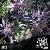 MI5 * SHORT STUFF SEEDS   3 SEMI FEM