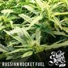 RUSSIAN ROCKET FUEL * SHORT STUFF SEEDS   3 SEMI FEM 