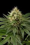 DINACHEM * DINAFEM SEEDS - 1 SEME FEM 