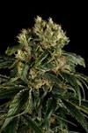 SANTA SATIVA * DINAFEM SEEDS - 1 SEME FEM 