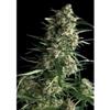 AUTO GALAXY * PYRAMID SEEDS  1 SEME FEM 