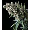 AUTO NEFERTITI * PYRAMID SEEDS FEMINIZED  5 SEMI