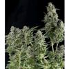 AUTO NORTHERN LIGHTS * PYRAMID SEEDS  1 SEME FEM 