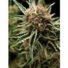 AUTO SHARK * PYRAMID SEEDS  1 SEME FEM