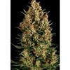 AUTO WEMBLEY * PYRAMID SEEDS  1 SEME FEM 