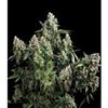 AUTO TUTANKHAMON * PYRAMID SEEDS   1 SEME FEM