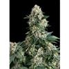 NEW YORK CITY * PYRAMID SEEDS  1 SEME FEM