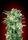 AUTO KAYA 47   LATTA * ADVANCED SEEDS   1 SEME FEM