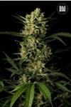 AUTO AMNESIA PLATINUM * BULKSEED BANK  10 SEMI FEM 