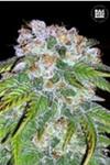 AUTO BIGGER BUD (AUTO BIG BUD) * BULKSEED BANK   5 SEMI FEM 