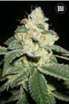 AUTO GOOD WILD SHARK (AUTO GREAT WHITE SHARK) * BULKSEED BANK  10 SEMI FEM 