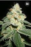 AUTO GOOD WILD SHARK (AUTO GREAT WHITE SHARK) * BULKSEED BANK   5 SEMI FEM 