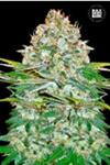 AUTO JACK HAIR (AUTO JACK HERER) * BULKSEED BANK  10 SEMI FEM 
