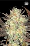 AUTO LAVENDER BEST (AUTO LAVENDER) * BULKSEED BANK   5 SEMI FEM 