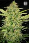 AUTO LIME SKUNK (AUTO LEMON SKUNK) * BULKSEED BANK  10 SEMI FEM 