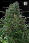 AUTO NBA DIESEL (AUTO NY DIESEL) * BULKSEED BANK   5 SEMI FEM 