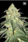 AUTO SOUR DIESEL * BULKSEED BANK   5 SEMI FEM 