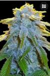 AUTO SWEET TOOTH * BULKSEED BANK   5 SEMI FEM 